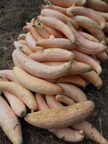 farm hand seeds Candy Roaster Squash