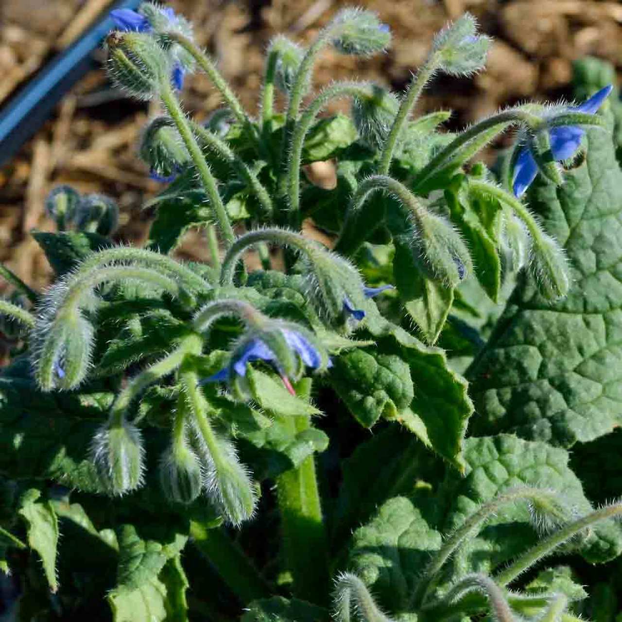 Farm.hand.seeds Borage Herb
