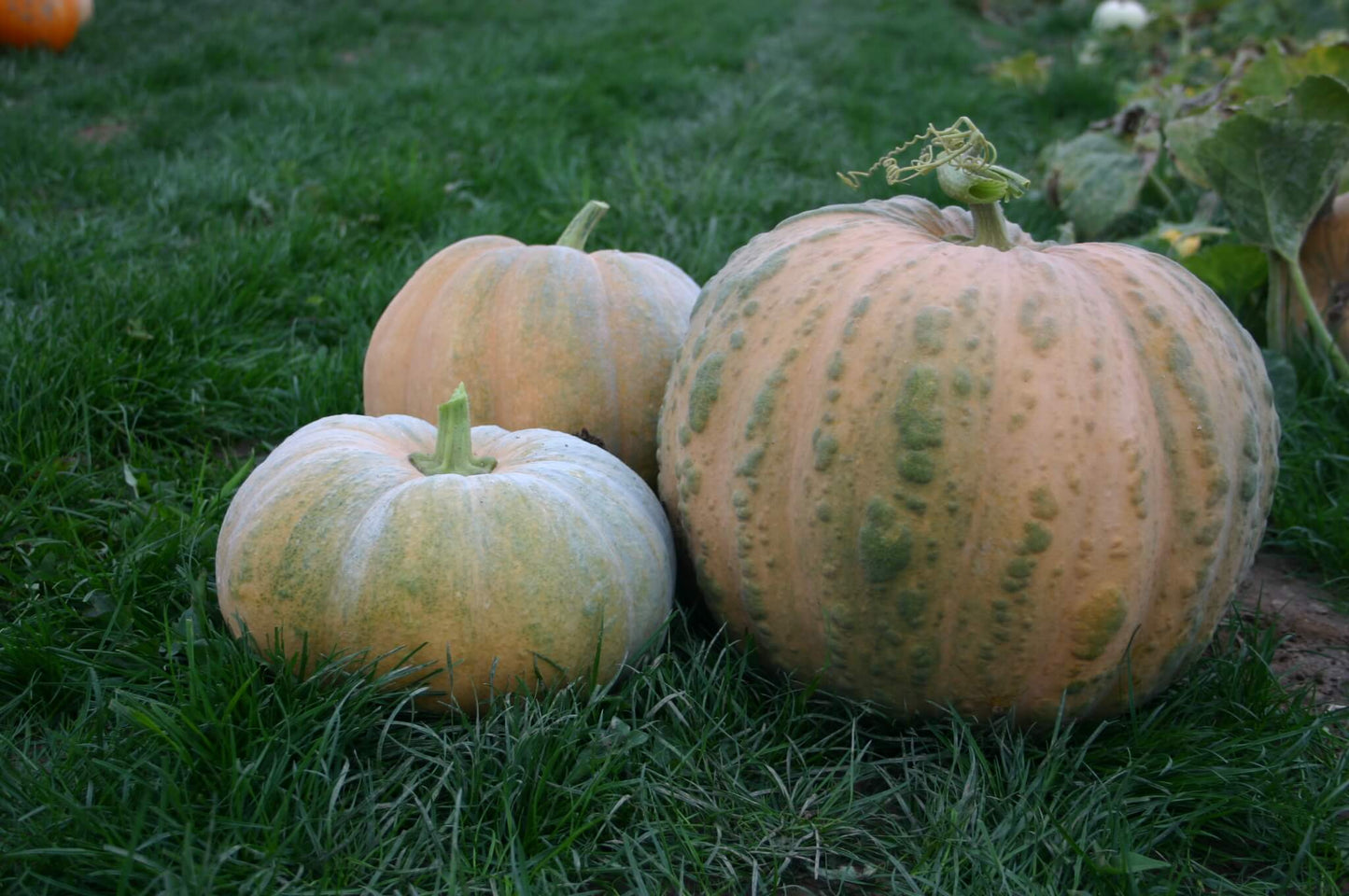 farm hand seeds Jewel Box Squash
