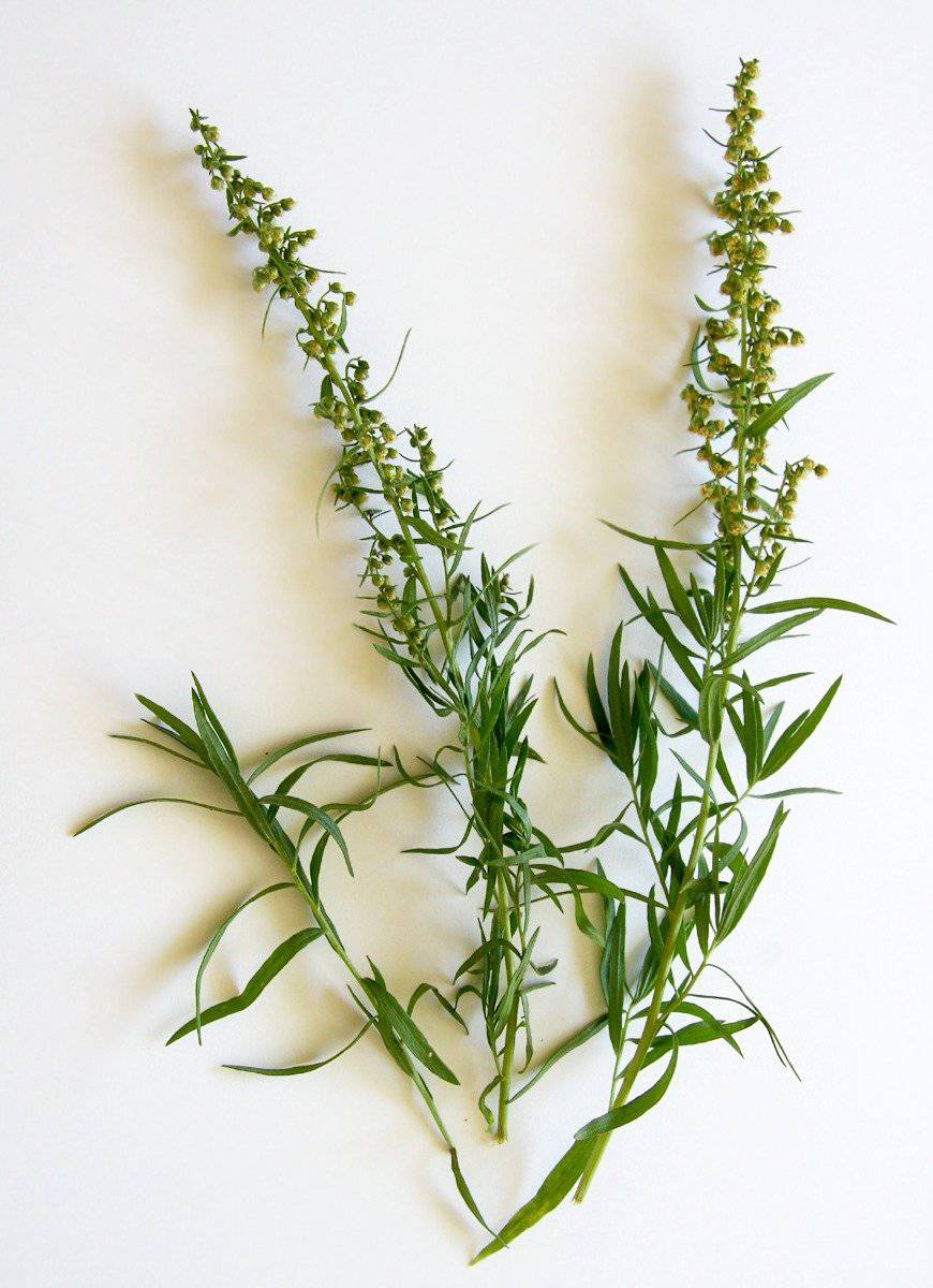Farm.hand.seeds Tarragon