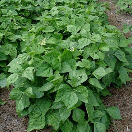 Farm.hand.seeds Pink Plume Celery