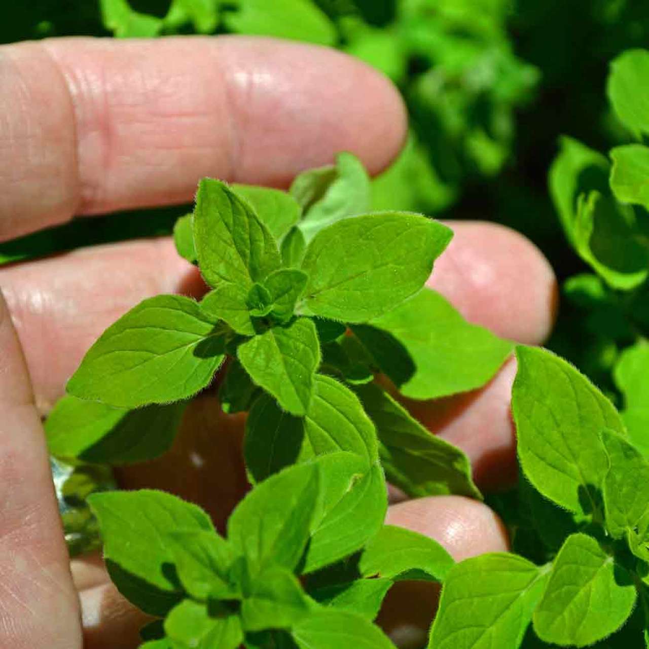 Farm.hand.seeds Sweet Marjoram