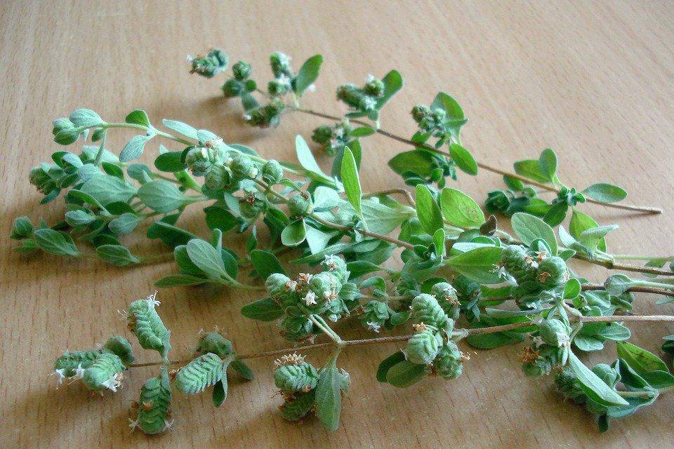 Farm.hand.seeds Sweet Marjoram