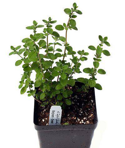 Farm.hand.seeds Sweet Marjoram