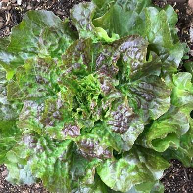 Farm.hand.seeds Bronze Mignonette Lettuce