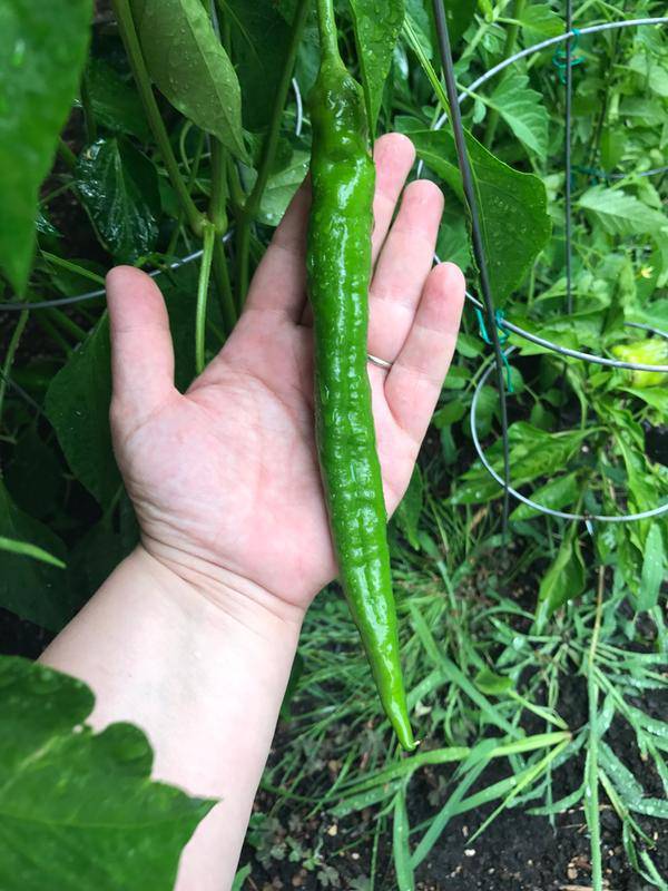 Farm Hand Seeds Anaheim Chili Hot Pepper