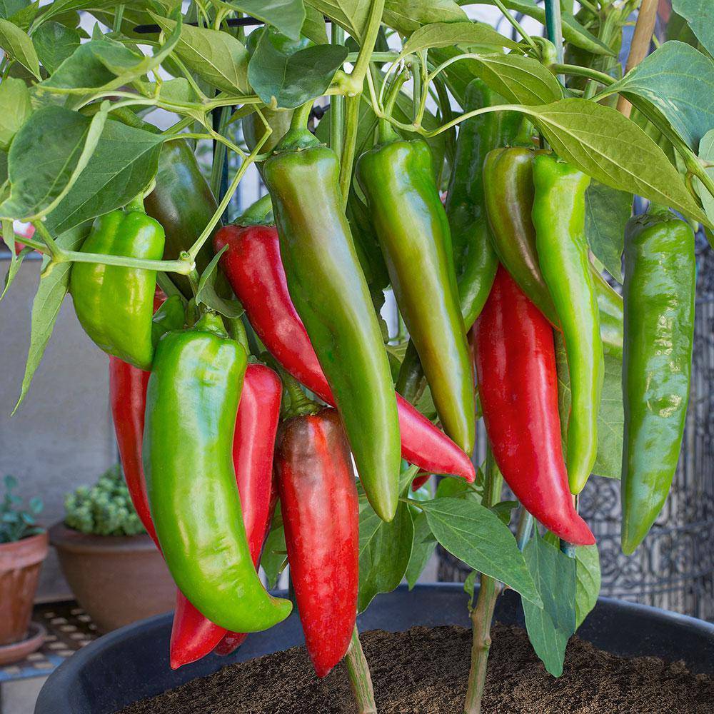 Farm Hand Seeds Anaheim Chili Hot Pepper