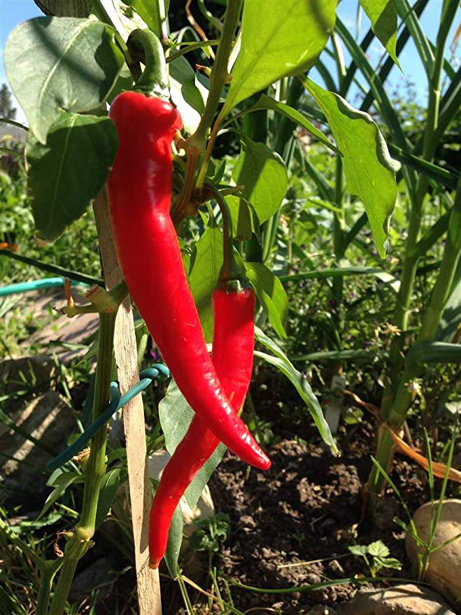 Farm.hand.seeds Red Cayenne Pepper