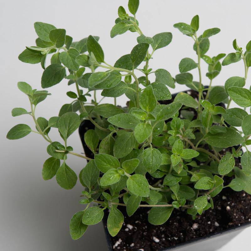 Farm.hand.seeds Italian Oregano