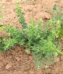 Farm.hand.seeds Italian Oregano