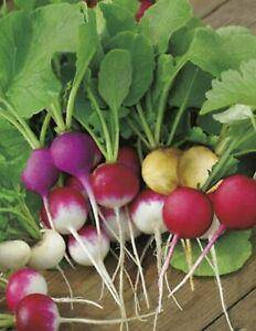 Farm.hand.seeds Easter Egg Radish