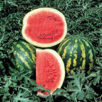 Farm.hand.seeds Crimson Sweet Watermelon