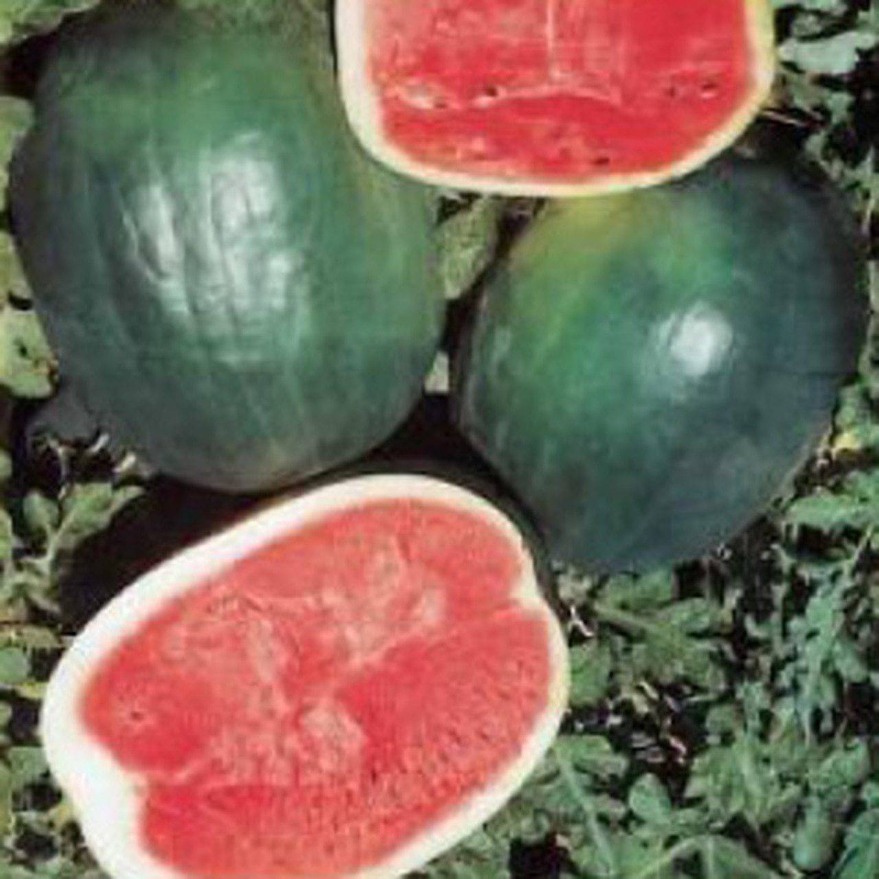 Farm.hand.seeds Black Diamond Watermelon