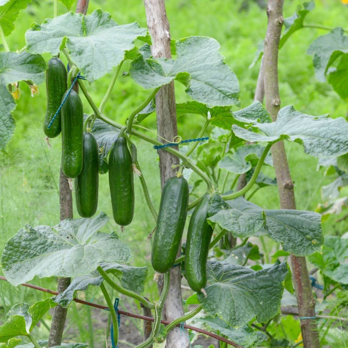 Farm.hand.seeds Muncher Cucumber