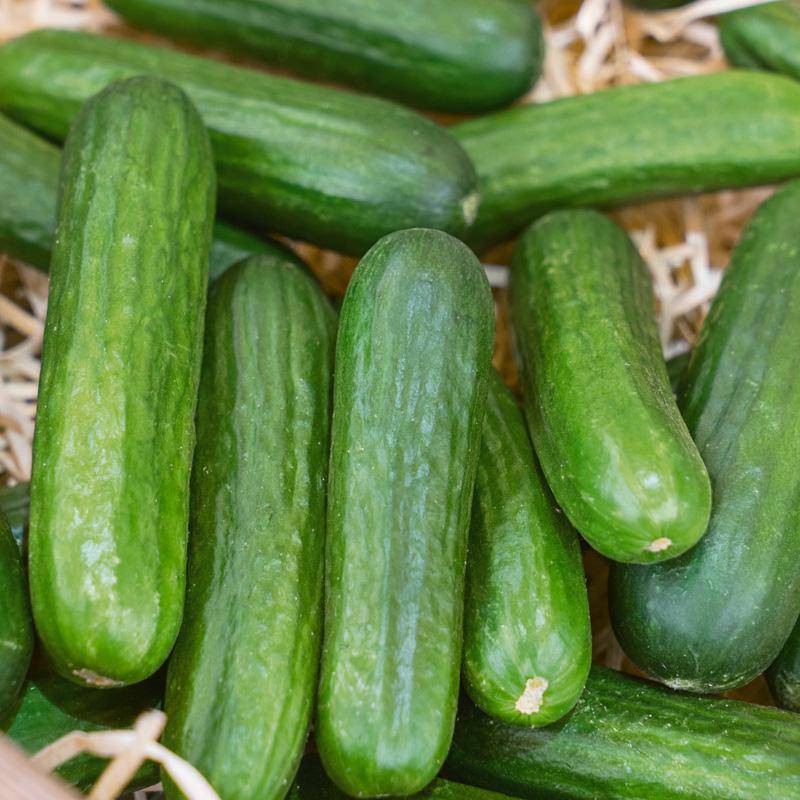 Farm.hand.seeds Muncher Cucumber