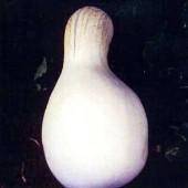 Farm.hand.seeds White Cushaw Squash