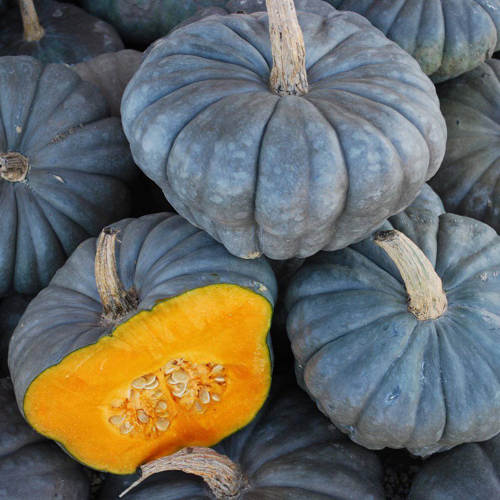 farm hand seeds Blue Queensland Squash