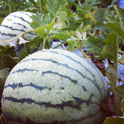 farm hand seeds Dixie Queen Watermelon