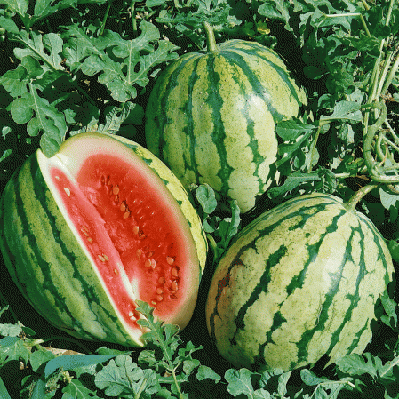farm hand seeds Dixie Queen Watermelon