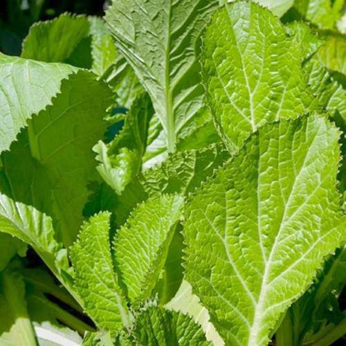 Farm.hand.seeds Florida Broadleaf Mustard