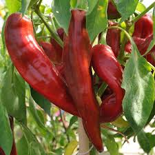 Farm.hand.seeds Big Jim Hot Pepper