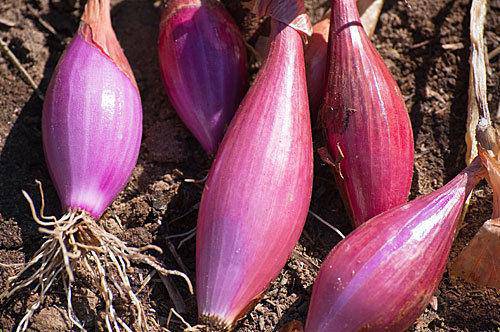 Farm.hand.seeds Long Red Florence (Long Day)