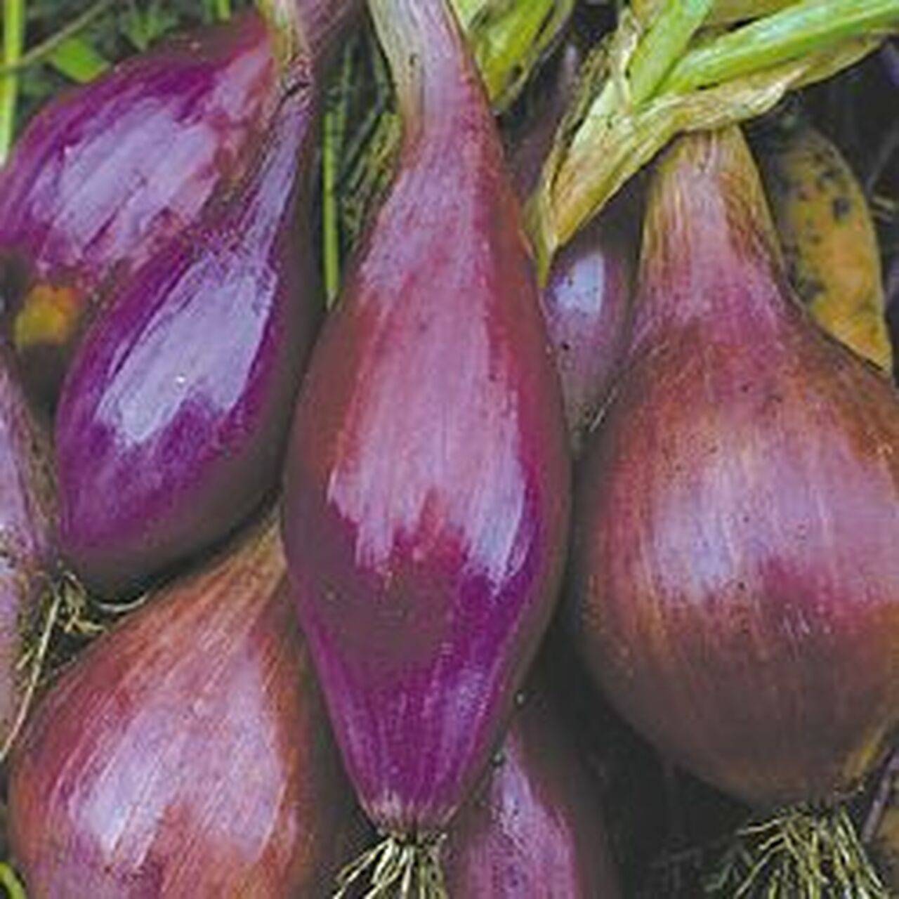 Farm.hand.seeds Long Red Florence (Long Day)