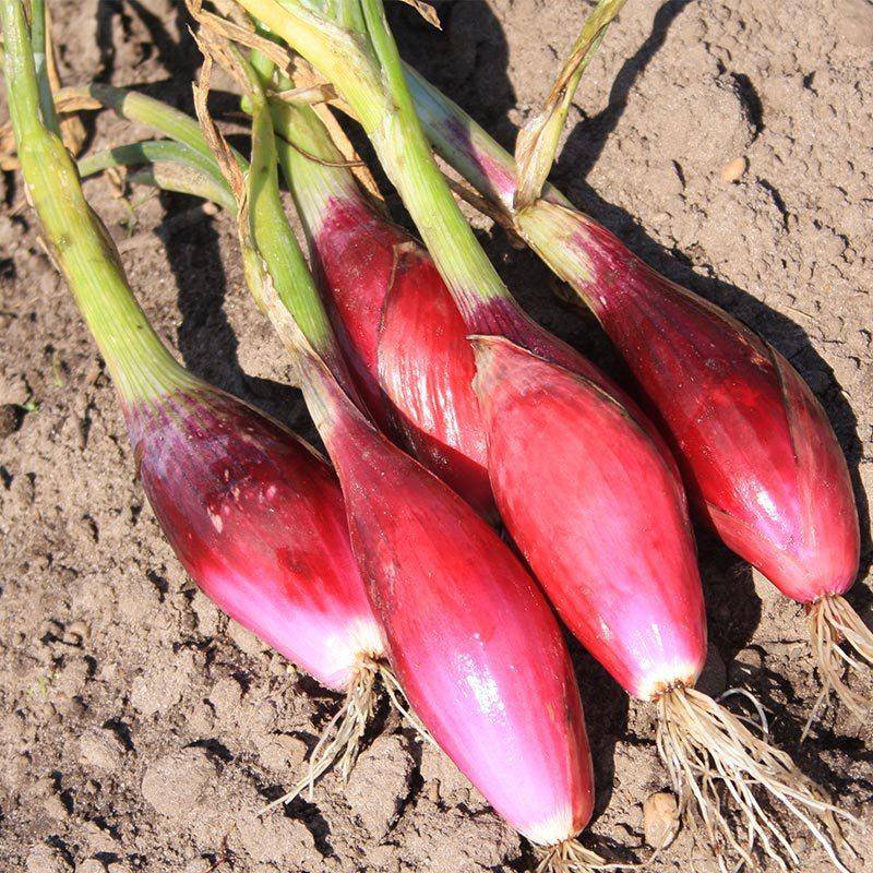 Farm.hand.seeds Long Red Florence (Long Day)