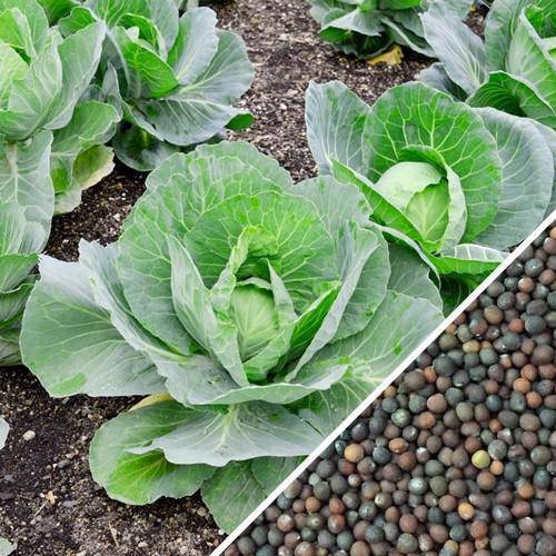 farm hand seeds Denmark Copenhagen Cabbage
