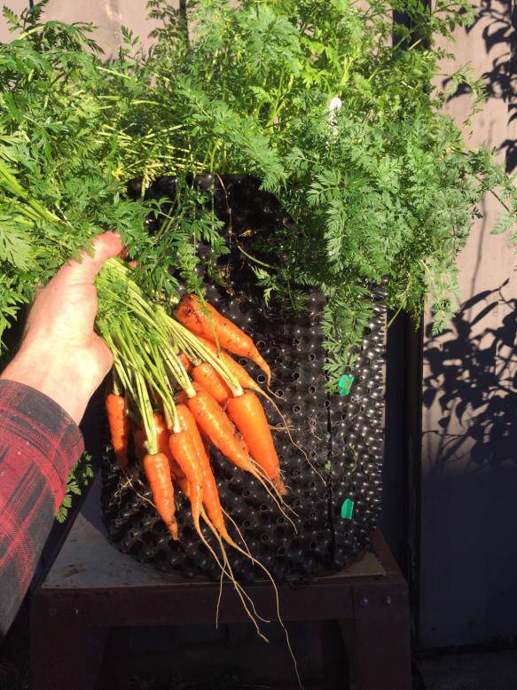 Farm.hand.seeds Baby Minicore Carrots