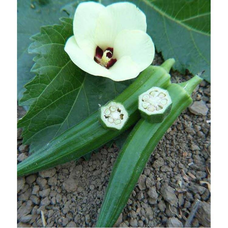 Farm.hand.seeds Jade Okra