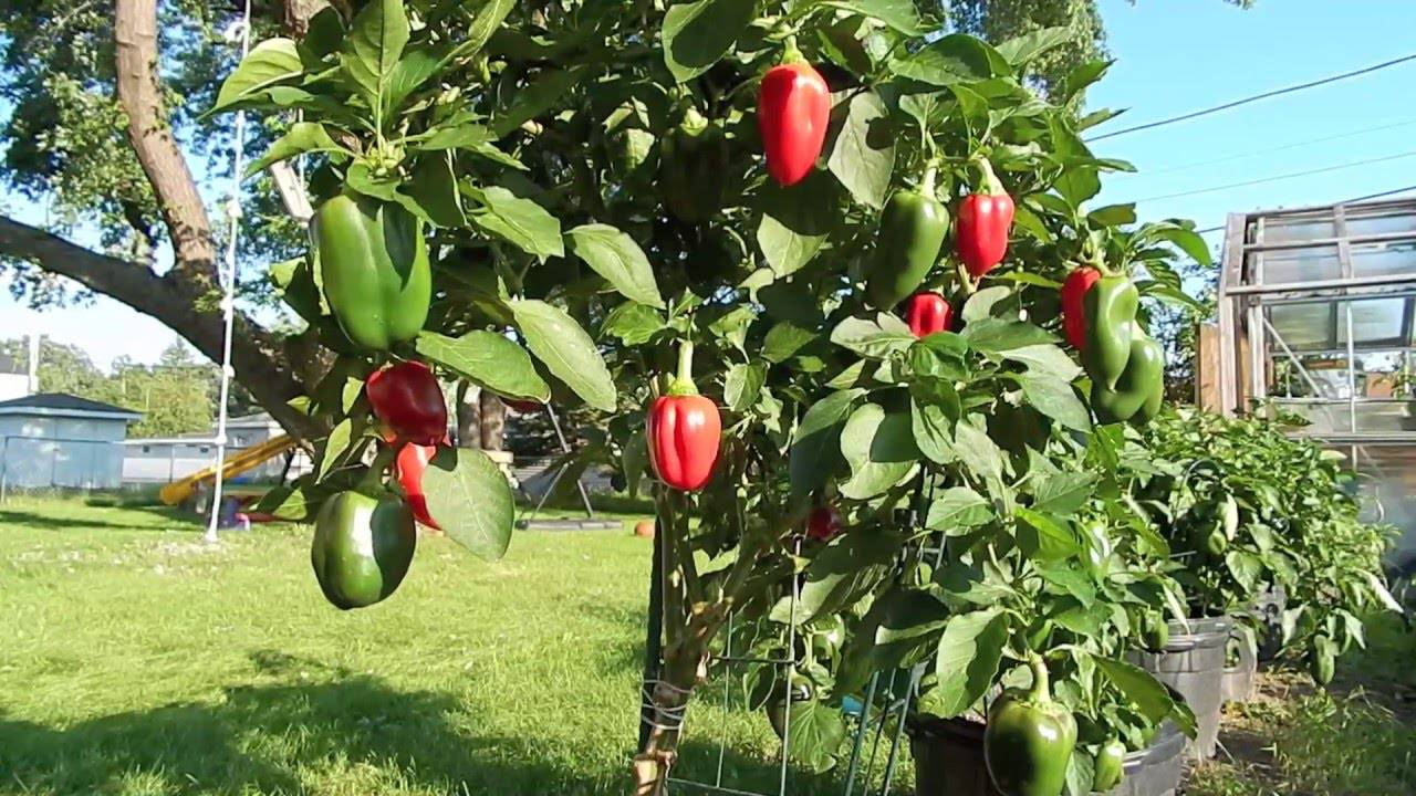 farm hand seeds Mini Red Bell Pepper