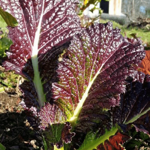 Farm.hand.seeds Osaka Purple Mustard Green