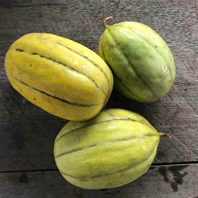 Farm.hand.seeds Navajo Heirloom Melon