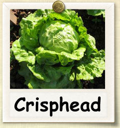 Farm.hand.seeds Salinas crisphead iceberg lettuce