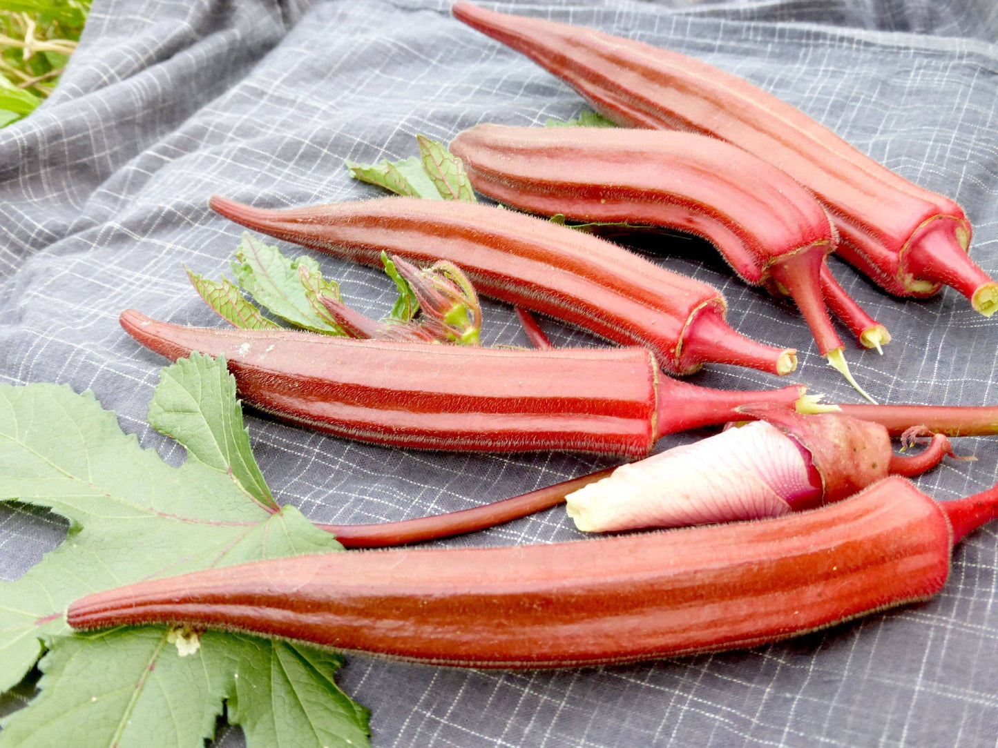 Farm.hand.seeds Jing Orange Okra