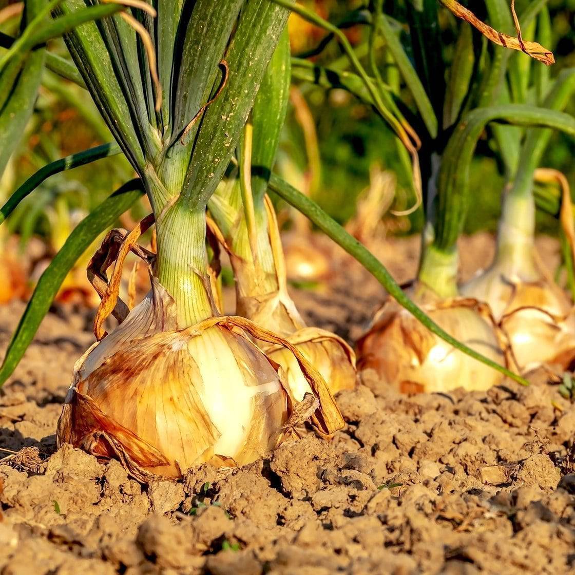 Farm.hand.seeds Texas Early Grano Onion