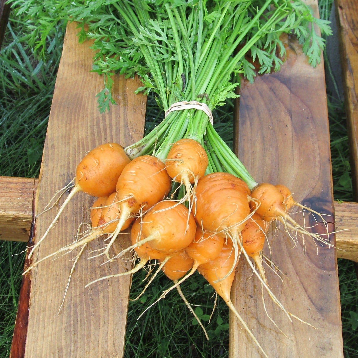 Farm Hand Seeds Parisian Carrot