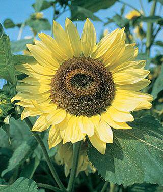 farm hand seeds Lemon Queen Sunflower