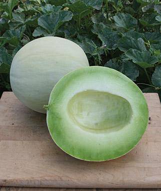 Farm Hand Seeds Sakata Sweet Melon
