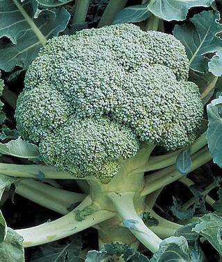 Farm.hand.seeds Di Cicco Heirloom Broccoli