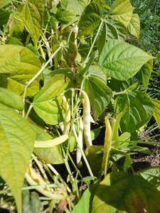 Farm.hand.seeds Pink Plume Celery