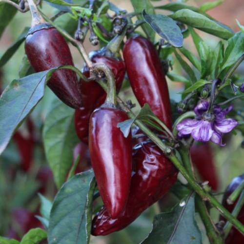 Farm.hand.seeds Purple Jalapeno