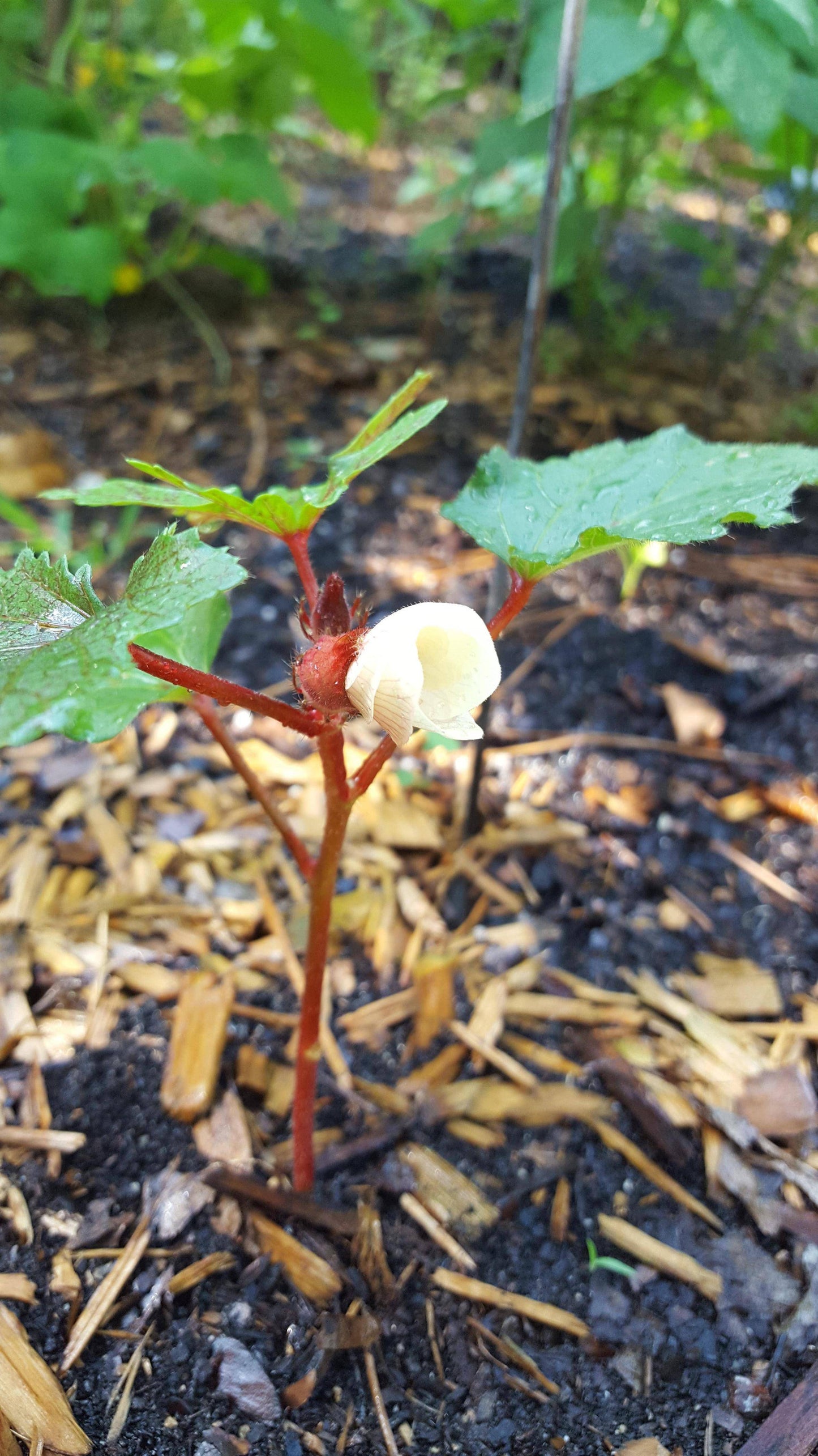Farm.hand.seeds Jing Orange Okra