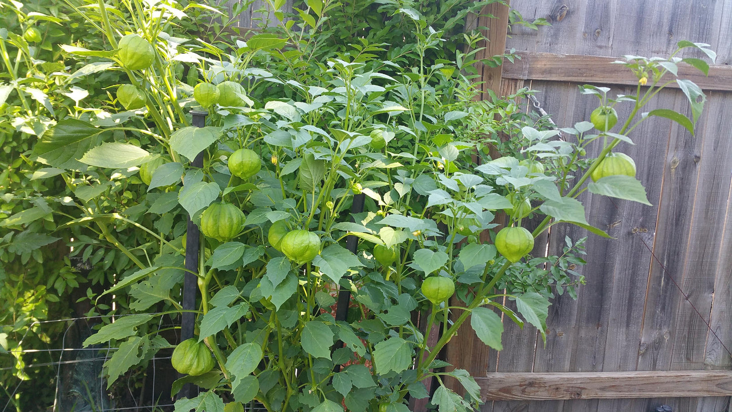 Farm Hand Seeds Grande Rio Verde Tomatillo
