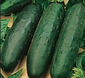 Farm.hand.seeds Marketer cucumber