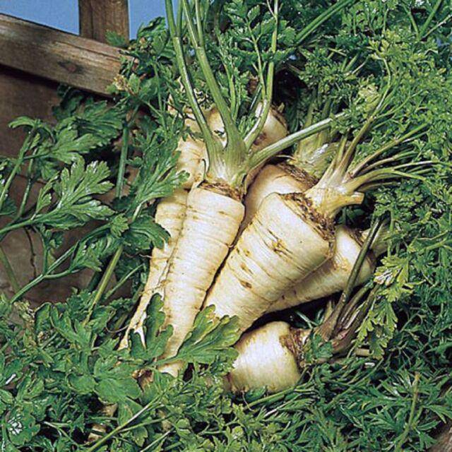 Farm.hand.seeds Parsley - Hamburg Rooted
