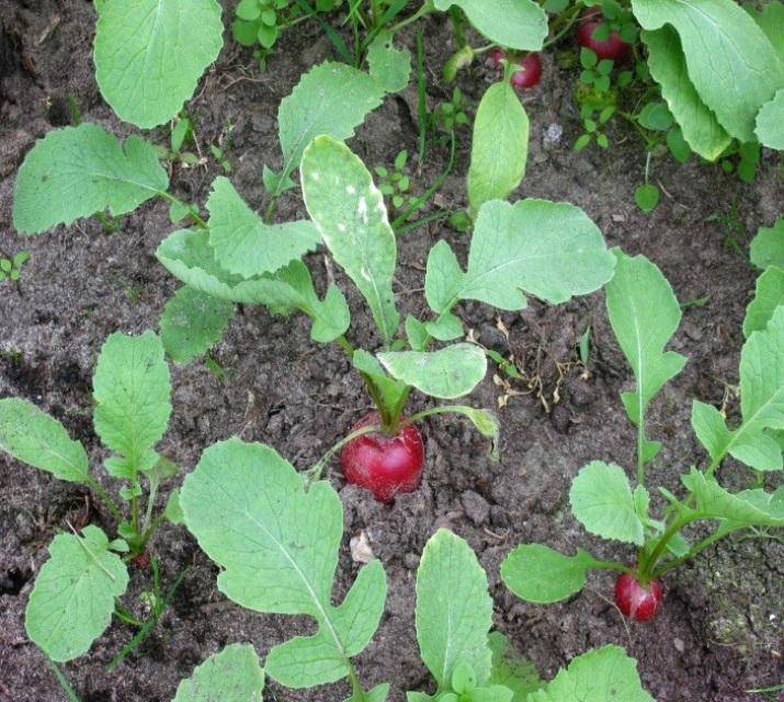 Farm.hand.seeds Cherry Belle Radish
