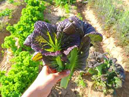 Farm.hand.seeds Osaka Purple Mustard Green