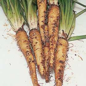 Farm.hand.seeds Mammoth Sandwich Island Salsify
